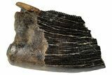 Serrated Tyrannosaur Partial Tooth - Judith River Formation #263837-1